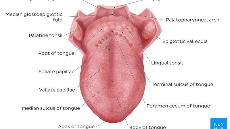 Sulcus Terminalis: Anatomy, Location, Functions, and Clinical Significance