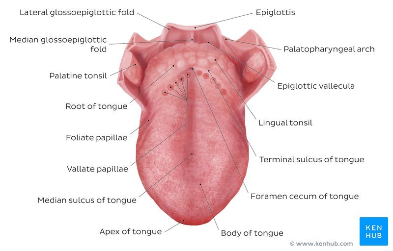 Sulcus Terminalis: Anatomy, Location, Functions, and Clinical Significance