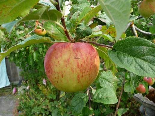 Peasgood Nonsuch Apple: Complete Guide to History, Taste, Uses, and Growing